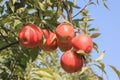 Six Aport apples on a tree. Royalty Free Stock Photo